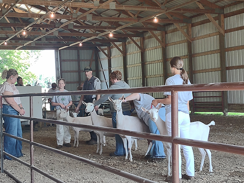 grant-county-fair-62 A group of people, including children and adults, is interacting with white goats inside a barn-like structure. There are several goats lined up near a fence, and some individuals are handling the goats while others observe.